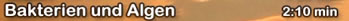 Bakterien und Algen